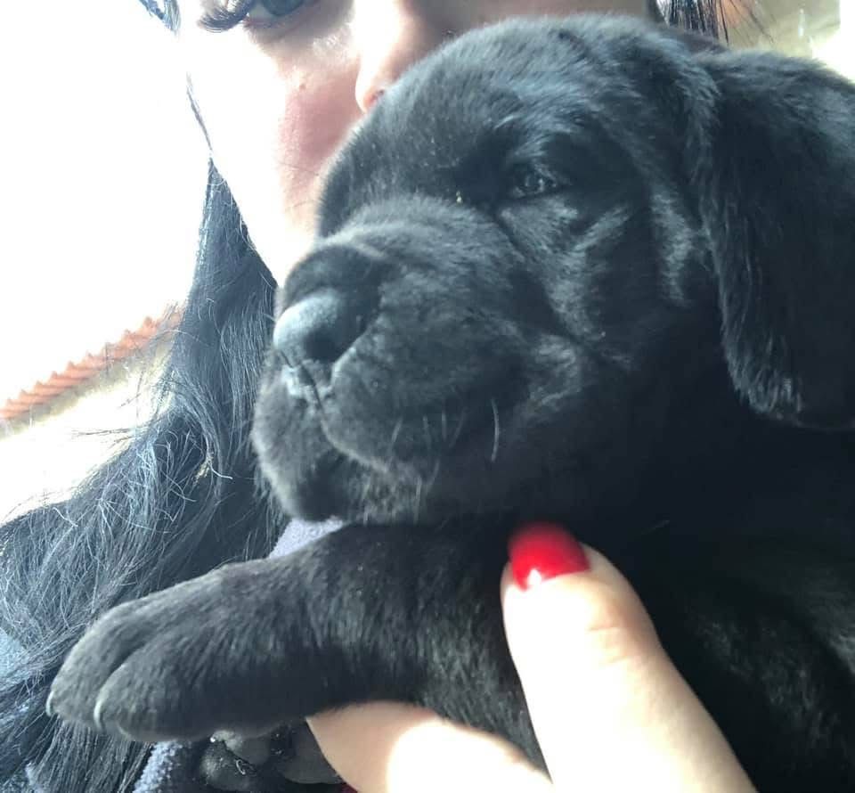 Cane Corso Italiano com LOP e afixo