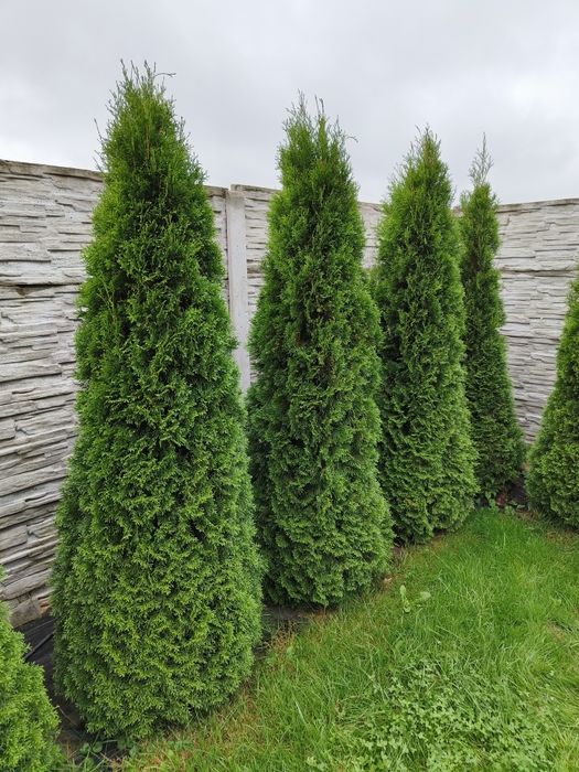 Ładne gęste wysokie 2,5 m tuje thuje