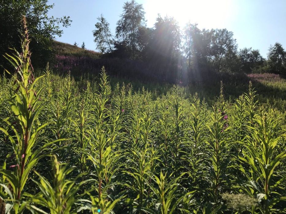 Іван Чай з малиною ферментований гранульований з КАРПАТ від виробника