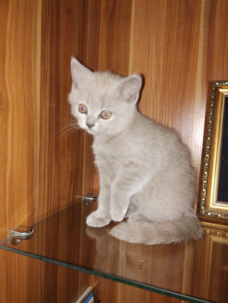 Продам кошенят британська короткошерстга