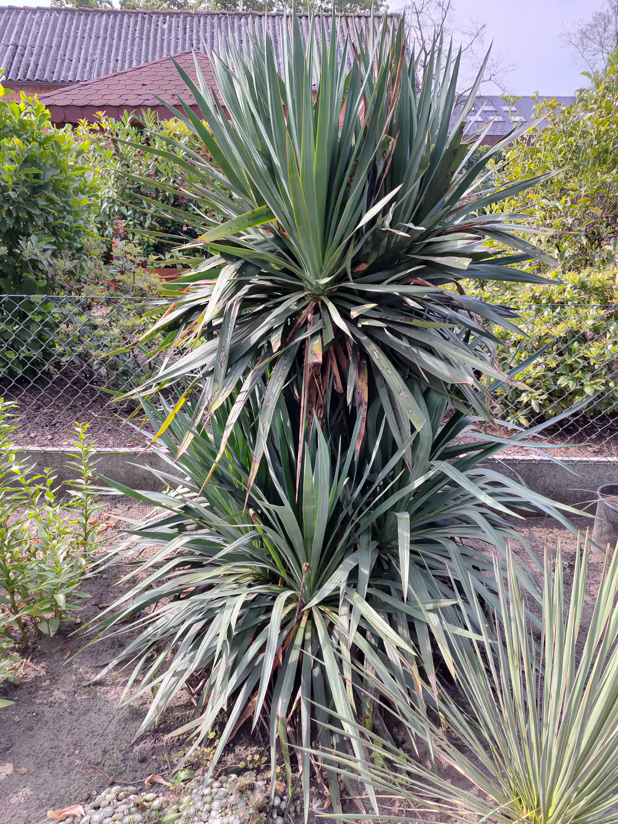 Yucca gloriosa Juka szlachetna