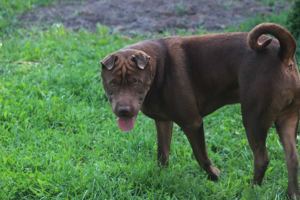 Psi przyjaciel szuka domu