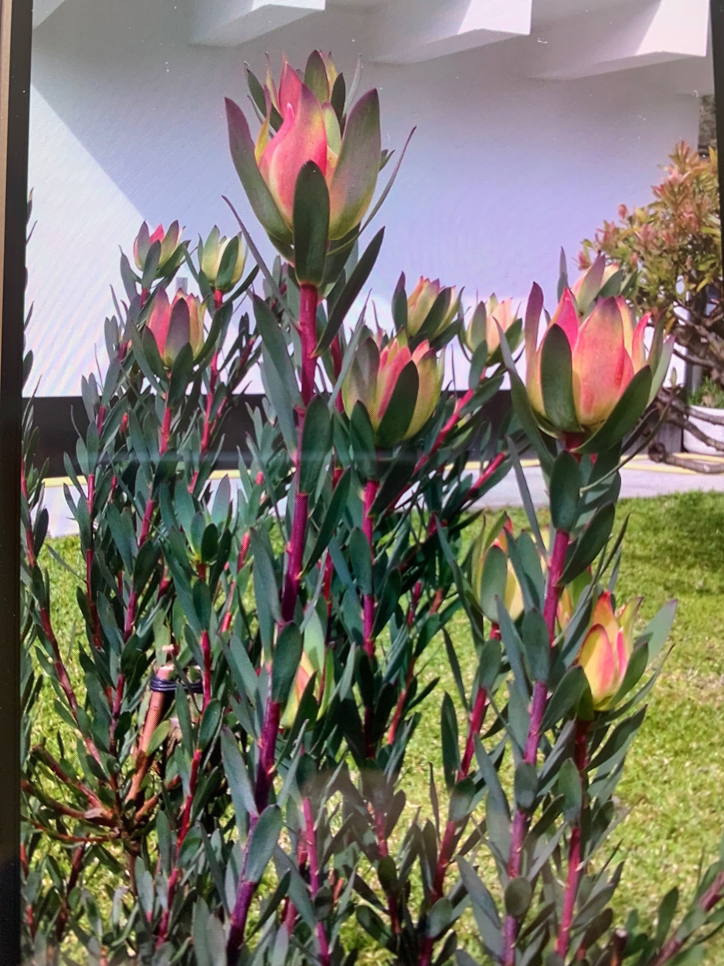 Vasos com flor Licodentes novos
