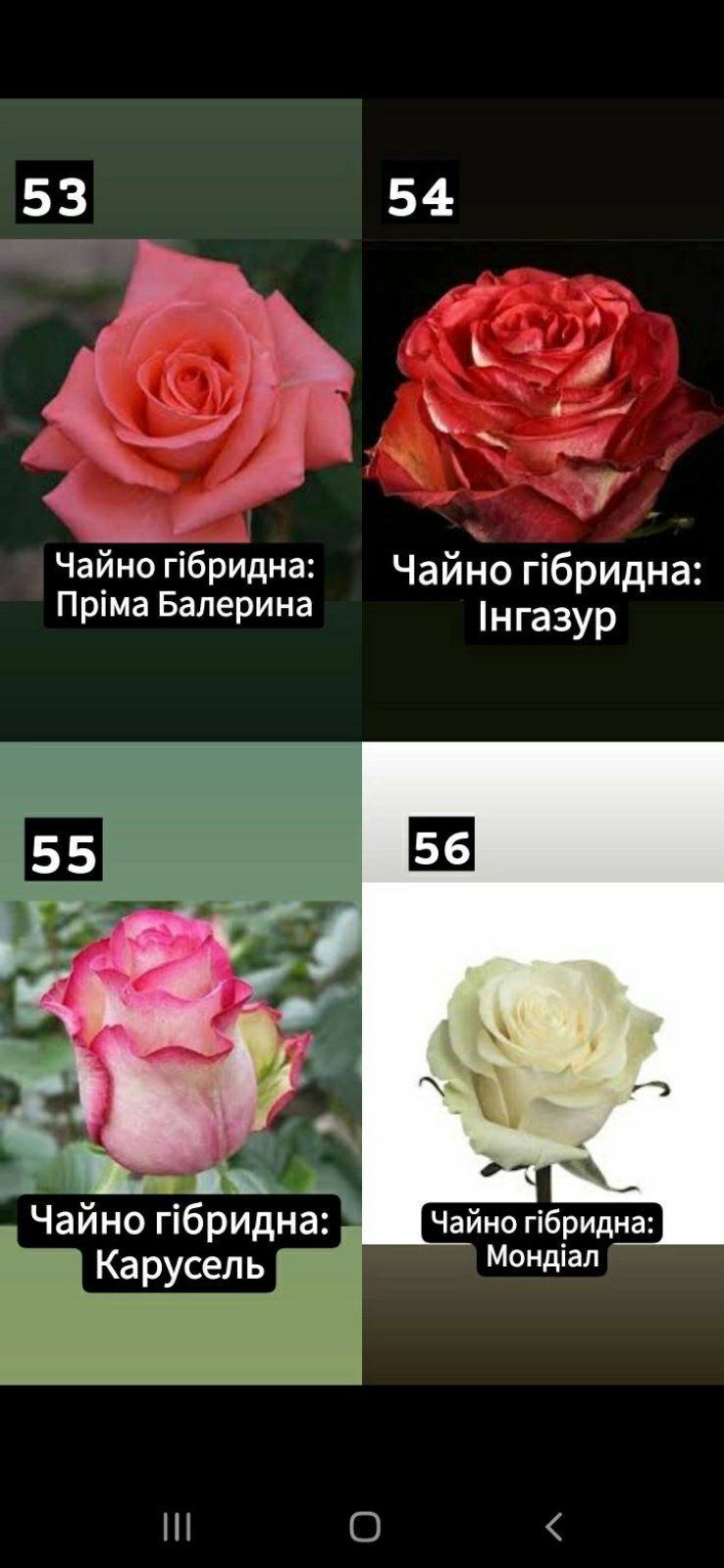 Рози Опт Розніца Недорого Поштою