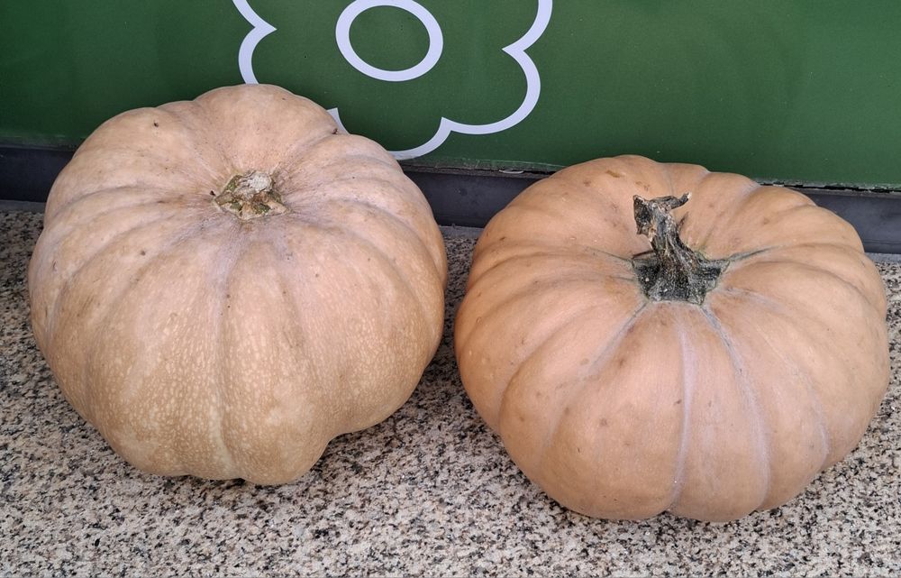 Abóbora menina (Cucurbita Máxima)