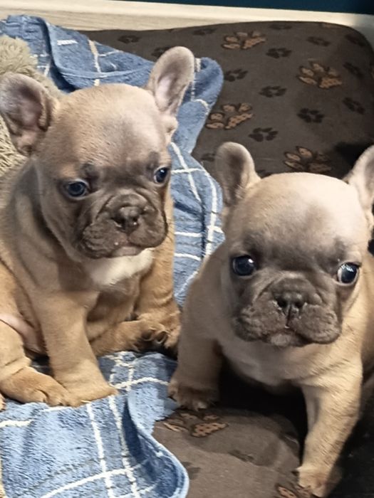 Buldog francuski -piesek