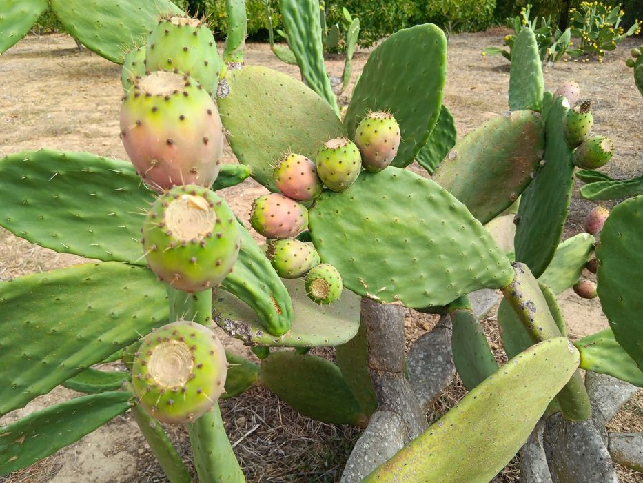 Figo da india laranja, verde e roxo