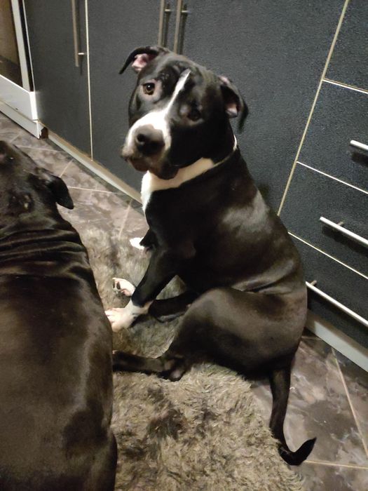 Щенки американского питбультерьера