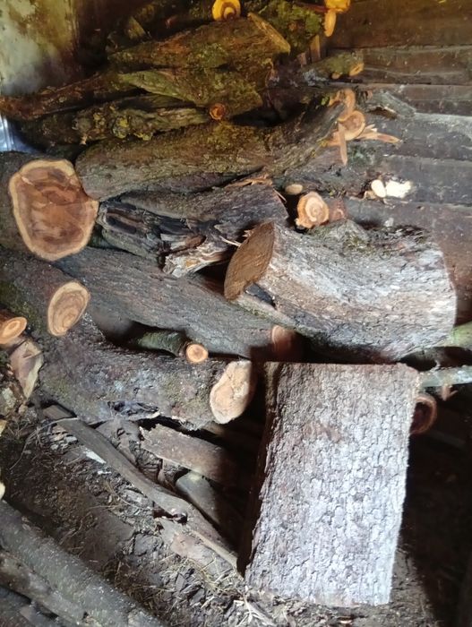 Продам дрова садові яблуня.