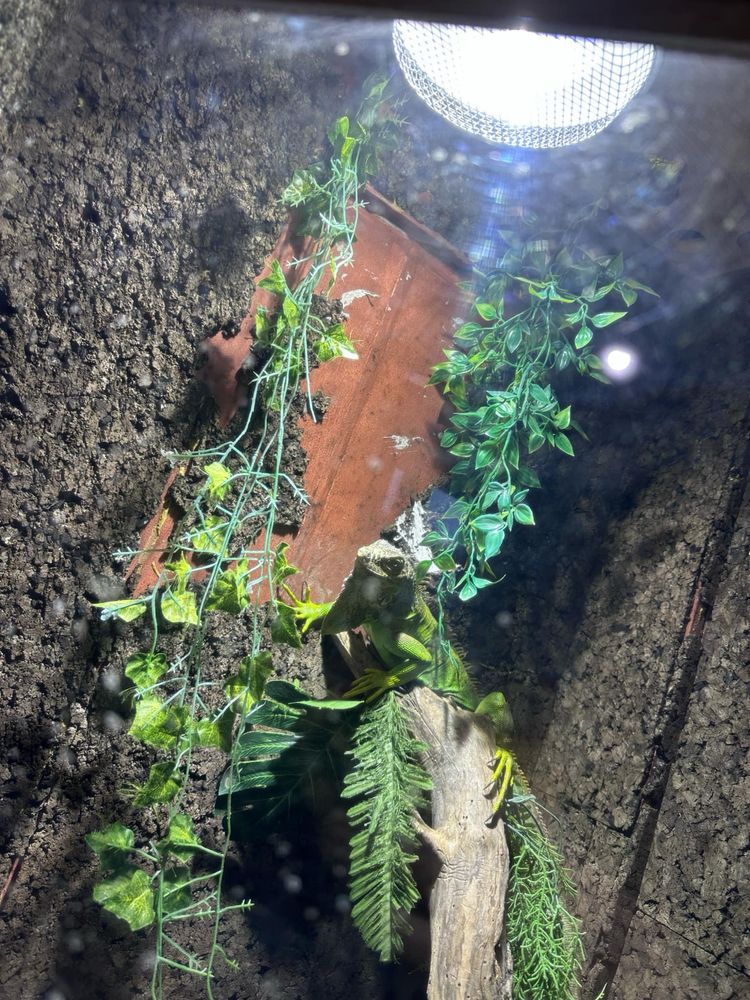 Duze terrarium dla legwana i (legwan)