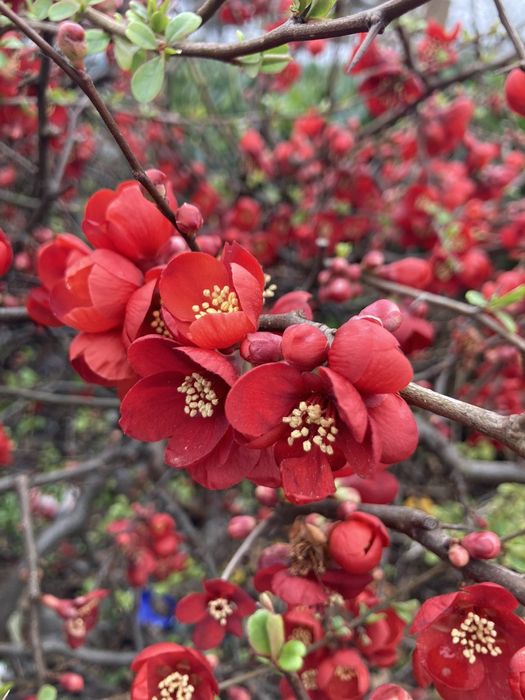 Хеномелес.Айва японська