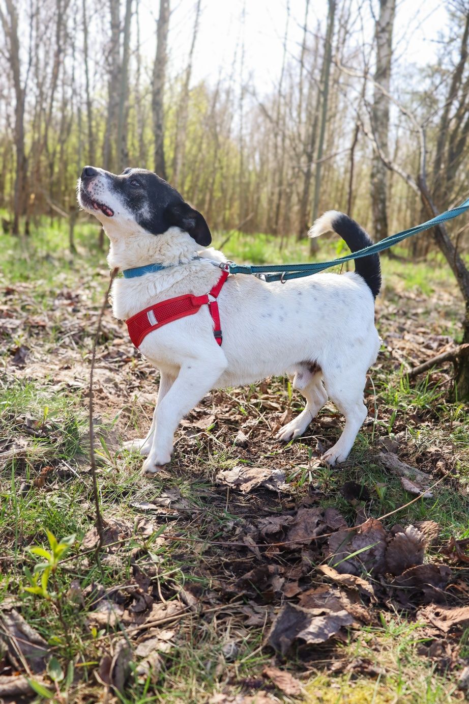 Uśmiechnięty Pulpet szuka domku 10 kg mały piesek