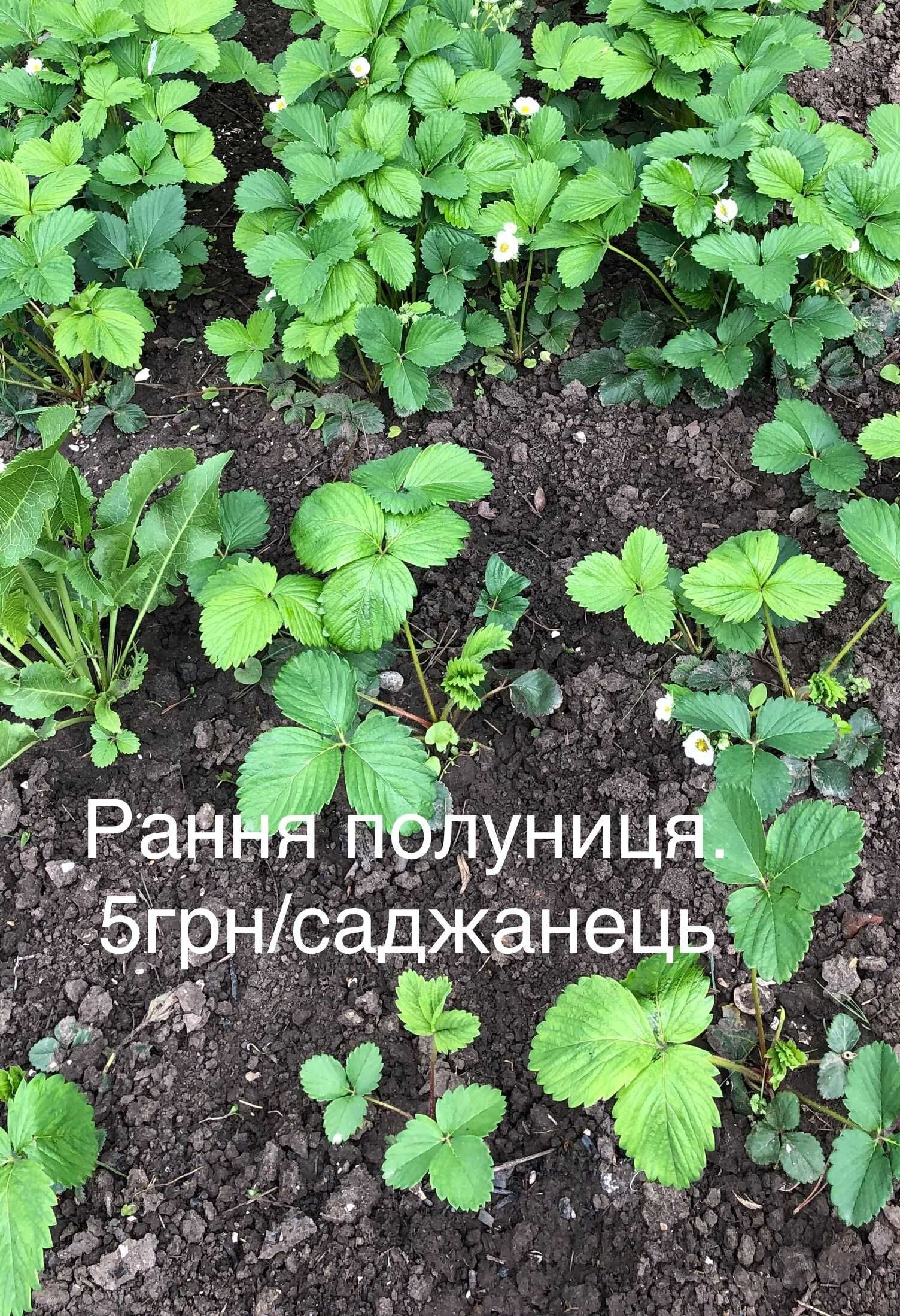 Саджанці ремонтантної полуниці "Королева Єлизавета"-5 грн./шт.
