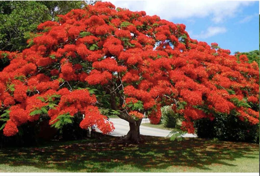 Arvore de flamboyant