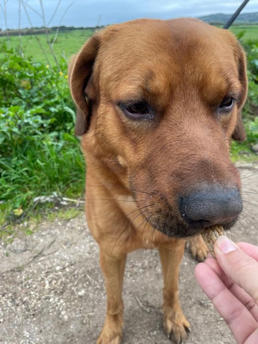 Starks - cão grande para adoção