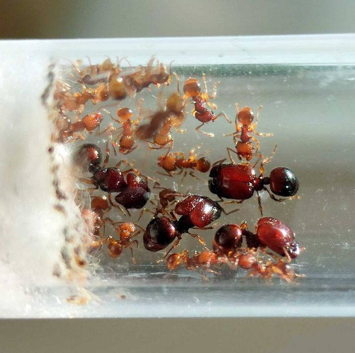 Муравьи Acanthomyrmex glabfemoralis – купить с фермой в Украине