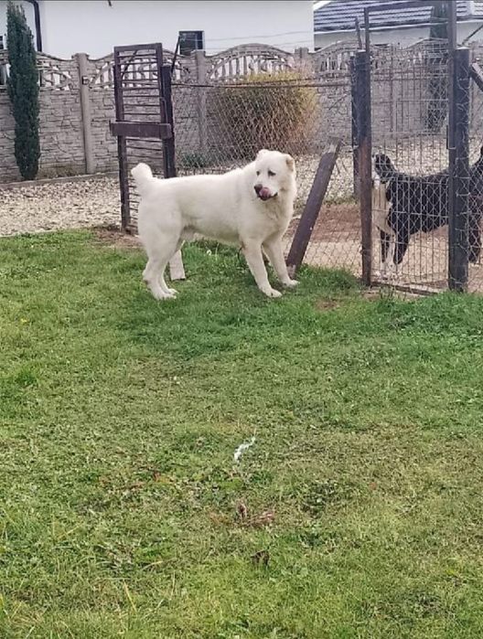 Owczarek środkowoazjatycki