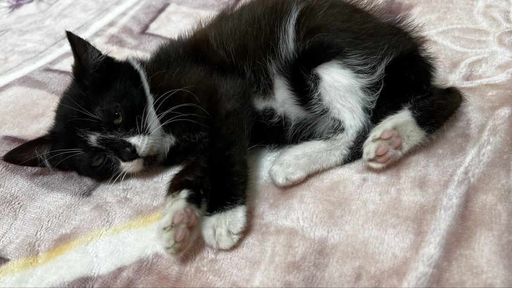 Киця безкоштовно  ( котик, кошеня, кішечка, киця, дівчинка)