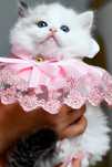 Przepiękna koteczka ragdoll seal tortie bicolor