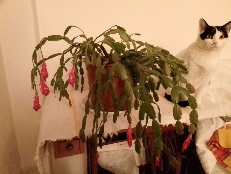 Planta para o seu jardim ou interior.