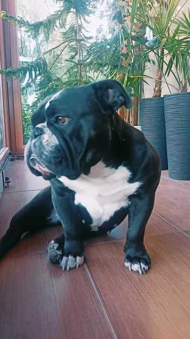 Czytaj opis! Buldog angielski francuski szuka domu w ok. Sosnowca