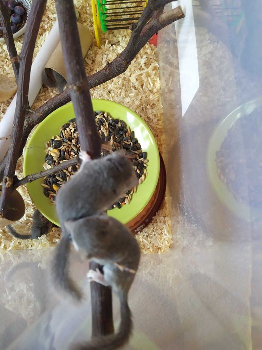 Popielice afrykańskie