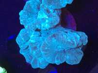 Caulastrea sp. Mint Frag Koralowce LPS