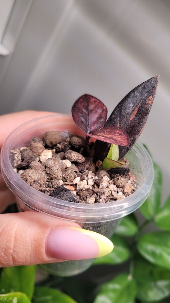 REZERWACJA Zamioculcas  / Zamiokulkas Raven Pink variegata