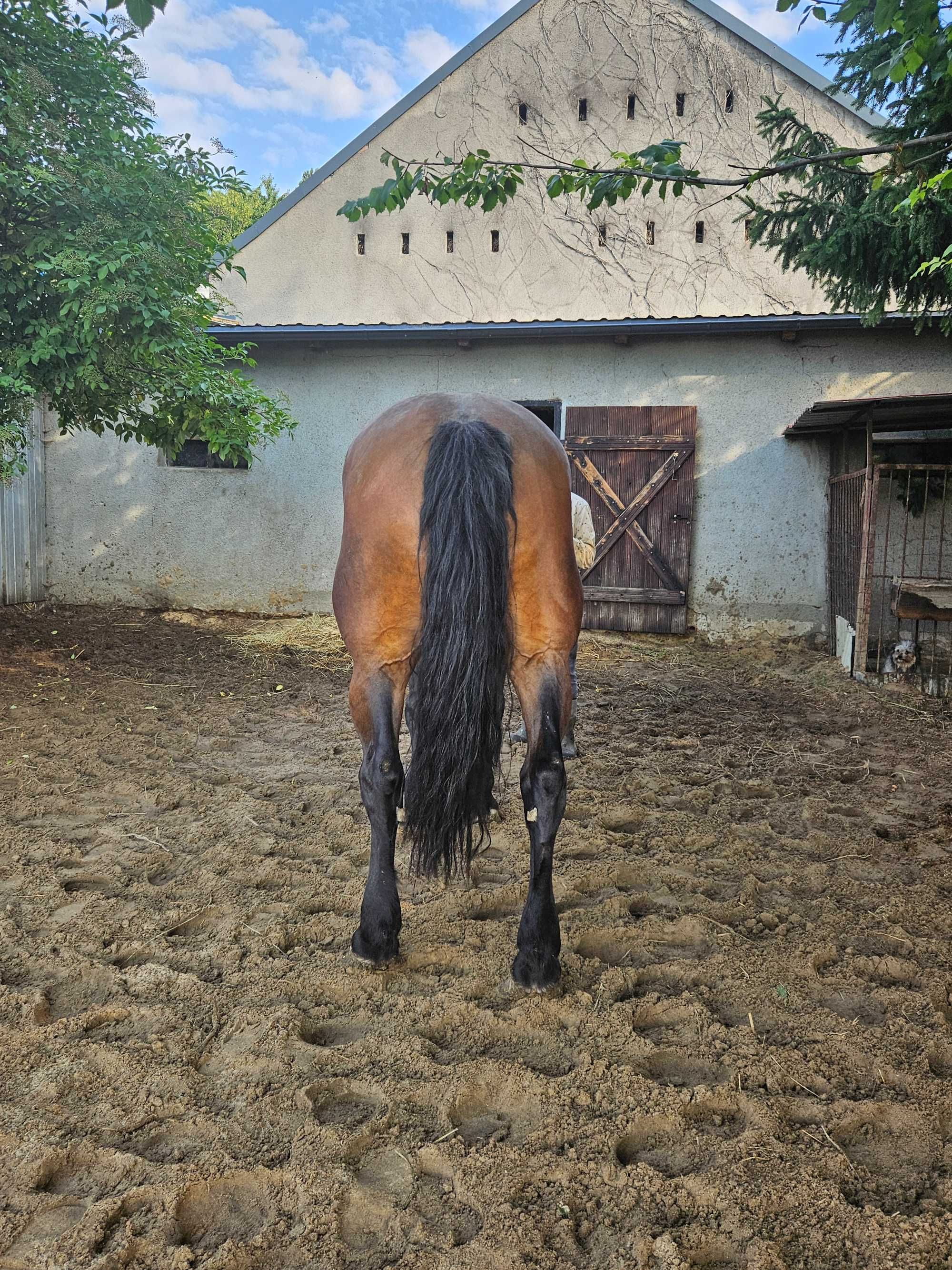 Sprzedam klacz PKZ