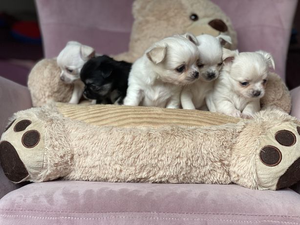 Chihuahua szczeniaczki , malutkie Chi, Zkwp Fci