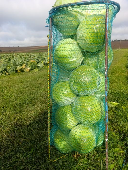 Капуста пізня Альбатрос ОПТ