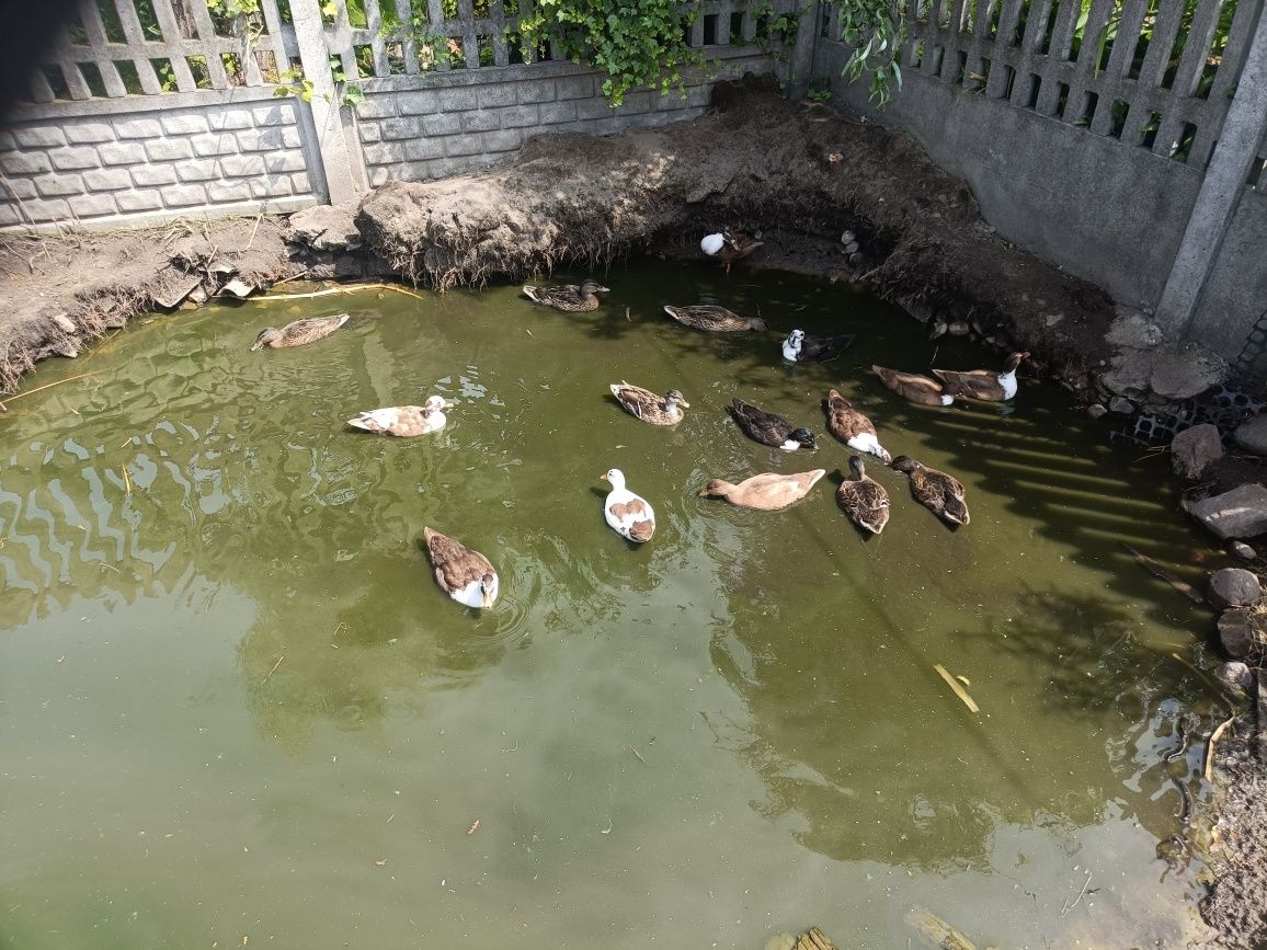 Sprzedam call duck