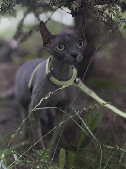 Девон -Рекс котята