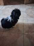 Szczeniak shihtzu 9 tyg