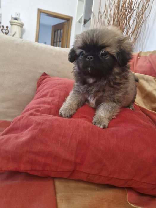 Pequenois  vacinado e desparesitado