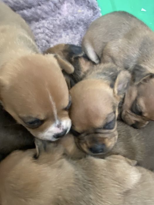 Caezinhos bulldog racados de pinchar