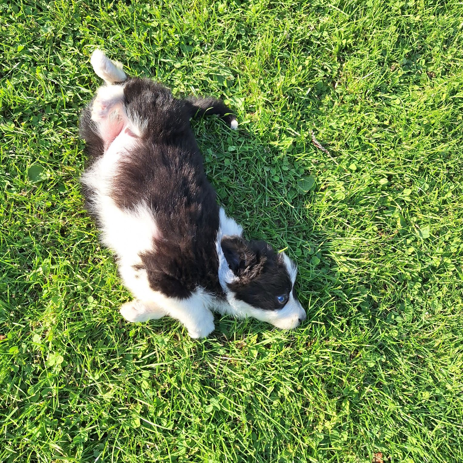Cudny piesek border collie do odbioru
