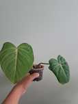 Philodendron gloriosum