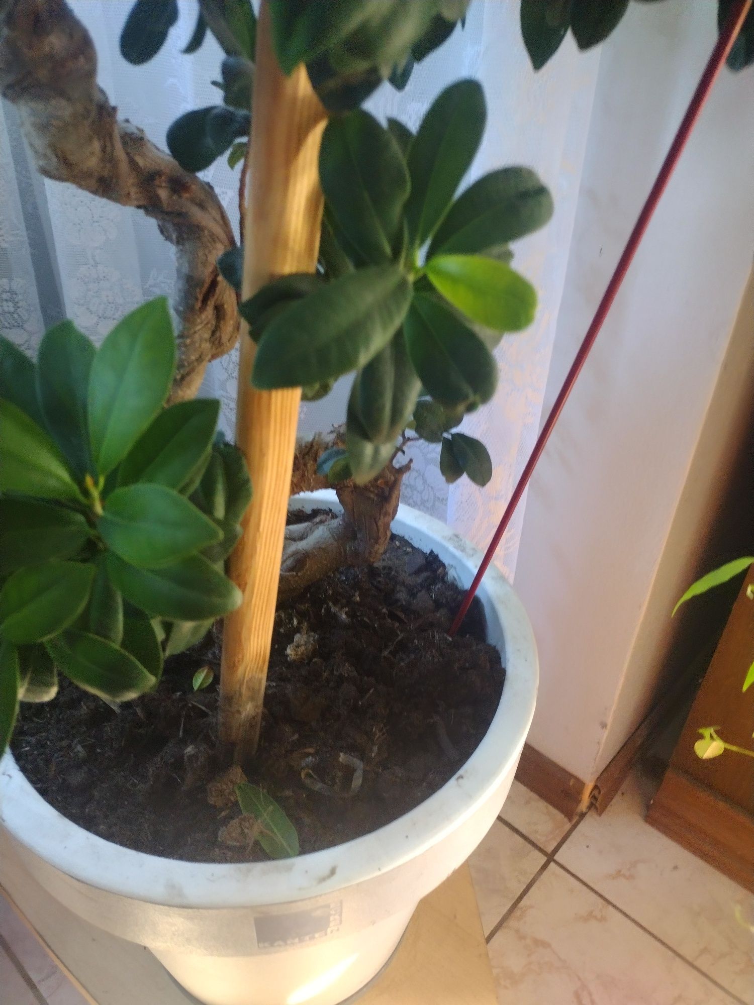 Bonsai drzewko mlode