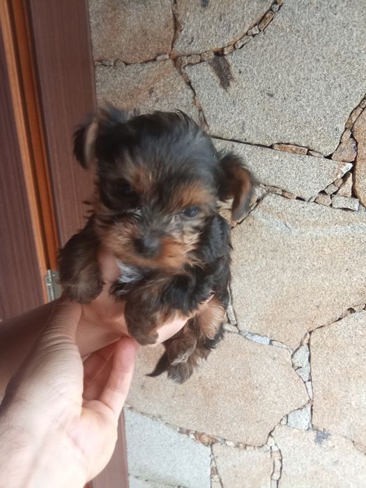 Yorkshire mini disponível