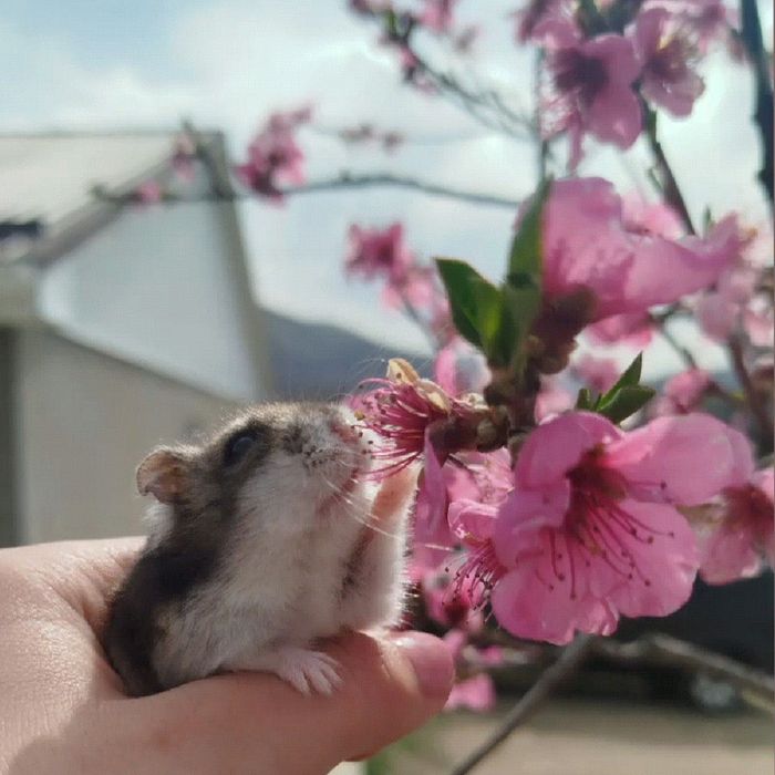 Приймаю замовлення на джунгарських хом’ячків!