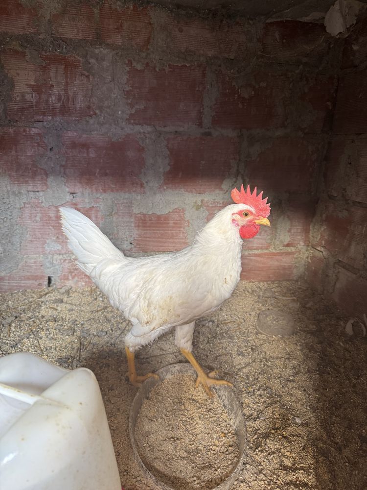 Galo Leghorn 3 meses
