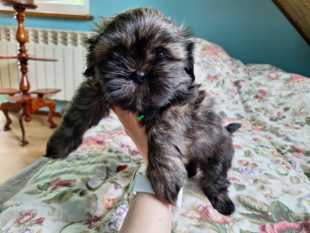 Shih-Tzu piesek brązowy