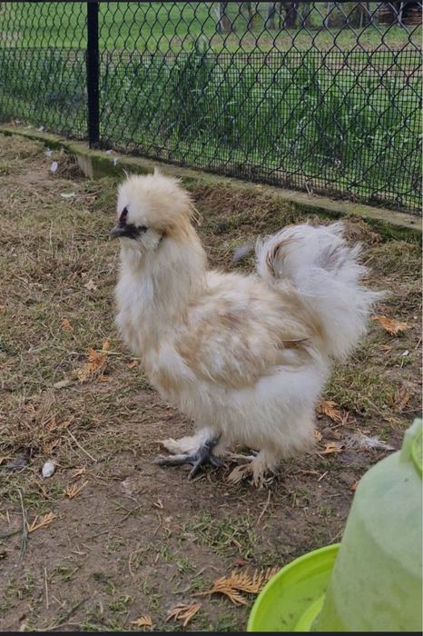 Sprzedam koguta wraz z kurką