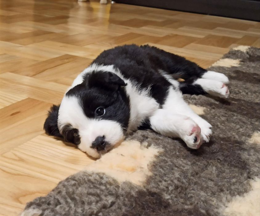Szczenię Border Collie suczka ZKwP