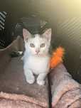 Kuki, cudny kocurek do adopcji