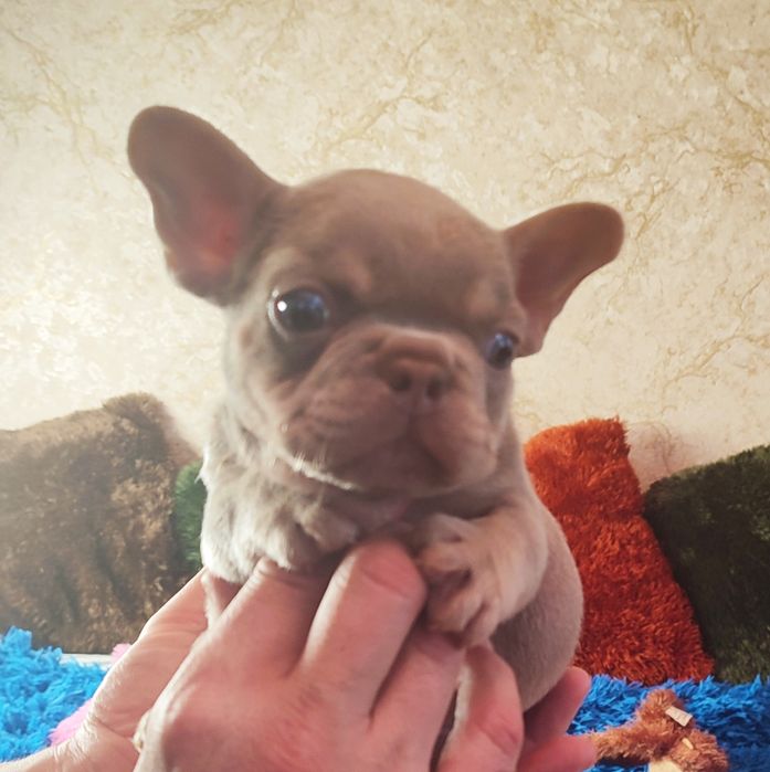 Бомбезные щенки два месяца