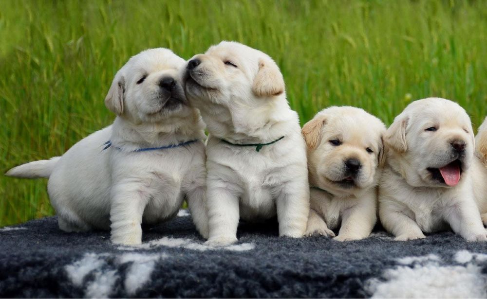 Щенки лабрадор ретривер! Для тех кто ценит качество!