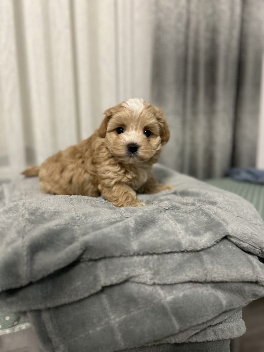 Міні мальтипу ф1 хлопчик