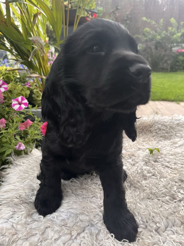 Cocker Spaniel Angielski - rodowód, trening czystości!!